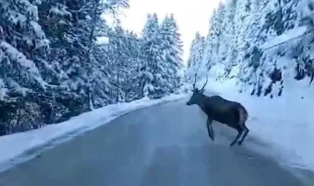 Bolu'da nadir görülen kızıl geyik karla kaplı yolda görüntülendi