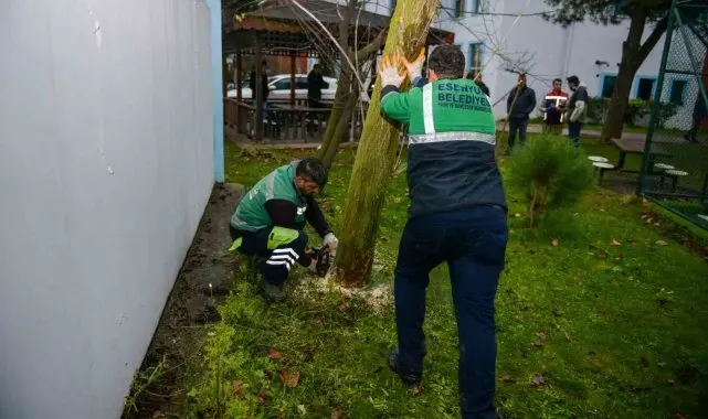 Esenyurt'ta teke böceğine karşı etkin mücadele
