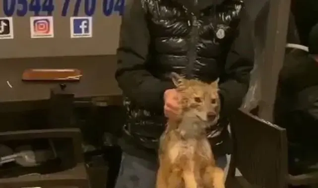 İstanbul Boğazı'nda bu da oldu: Balık tutarken tilki yakaladılar