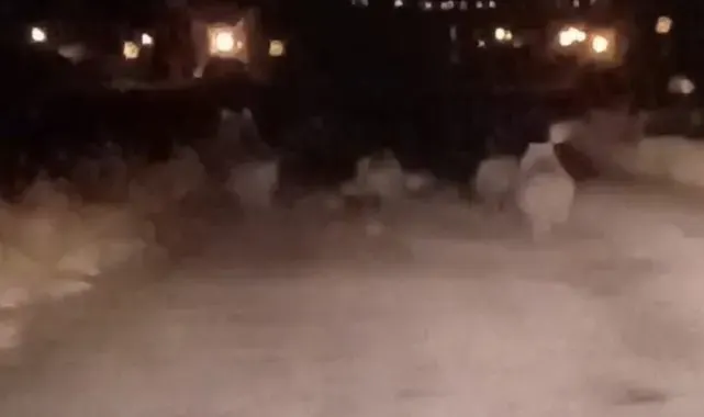 Van'da ayı sürüsü kameraya yansıdı