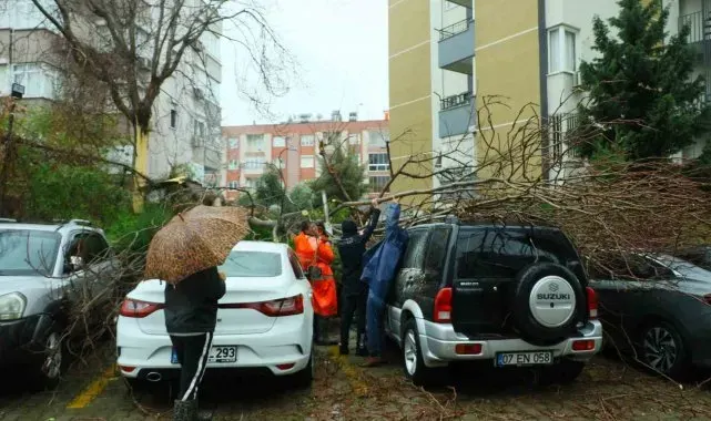Şiddetli rüzgarın ortadan ikiye ayırdığı ağaç 3 aracın üzerine devrildi