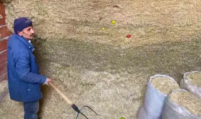 Derin dondurucu yerine samanlığı tercih ediyorlar