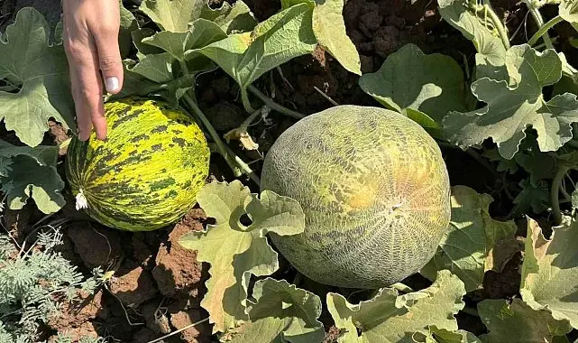 Cizre'de kavun ve karpuz üretim alanlarında teknik kontrol