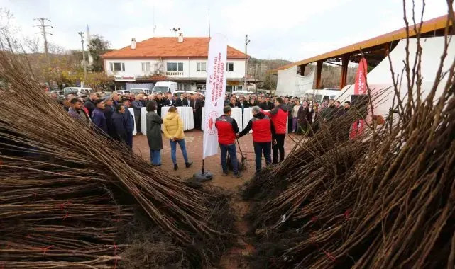 Kavaklıdere'de Cennet Elması fidanı dağıtımı