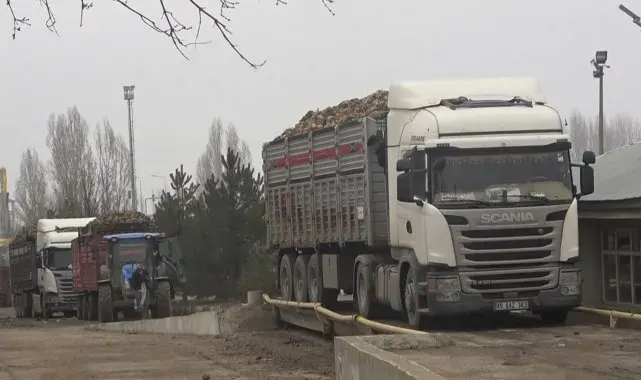 Muş'ta şeker pancarı kampanyasında rekor