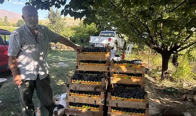 Erzincan'da 200 yıllık bağlarda Cimin Üzümü hasadı başladı