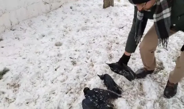 Erzincan'da kargalar dondu