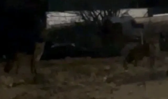 Edirne'de aç kalan tilkiler şehir merkezine indi