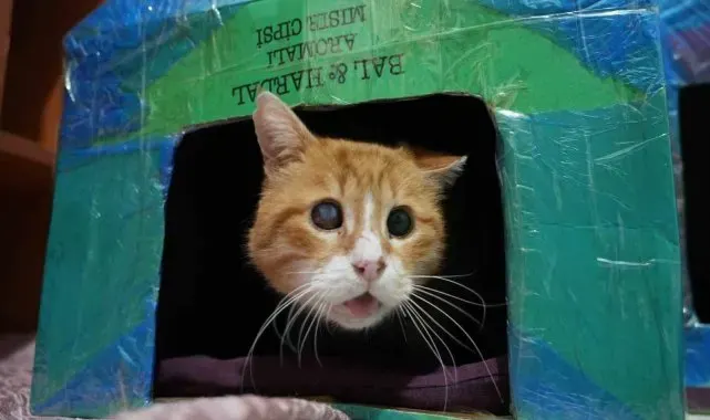 Gümüşhane'de öğrenciler engelli kediler için kedi evi yaptı