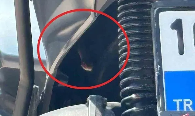 Bursa'da motosikletten çıkan yılan şoke etti