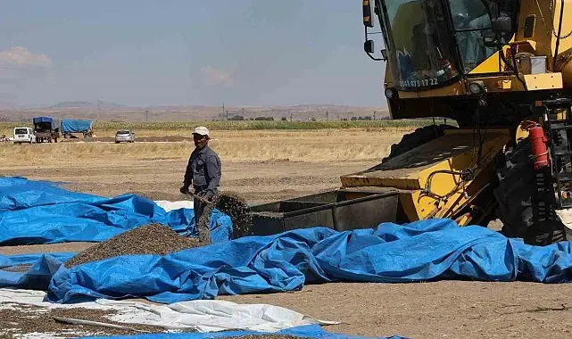 Aksaray'da ayçiçeği hasadı başladı