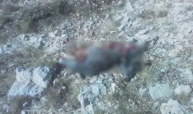 Kurtlar, keçi sürüsüne saldırdı