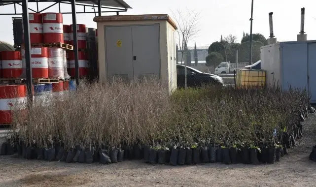 Yunusemre Belediyesi fidan dağıtacak
