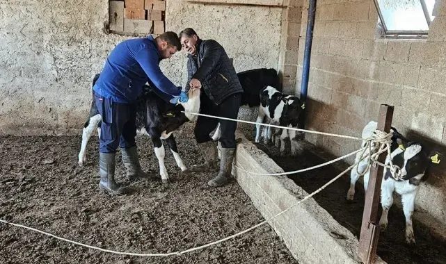 Büyük ve küçükbaş hayvanlara aşılama çalışması yapıldı