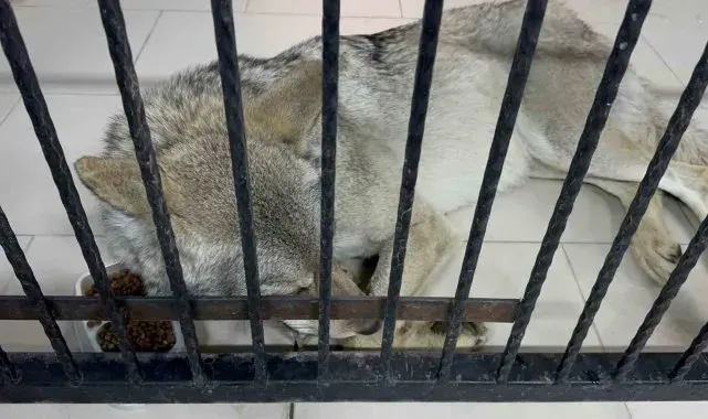 Tatvan'da yaralı halde bulunan kurt tedavi altına alındı