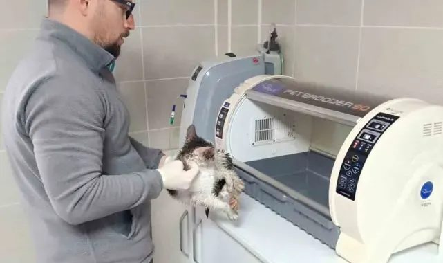 Rize'de dereden kedi kurtarma operasyonu