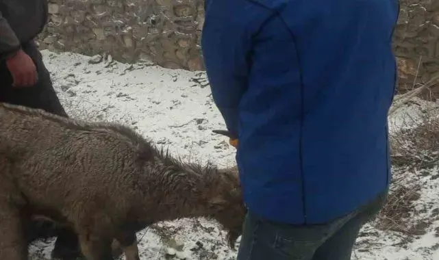 Köpeklerin saldırısına uğrayan yaban keçisi tedavi altına alındı