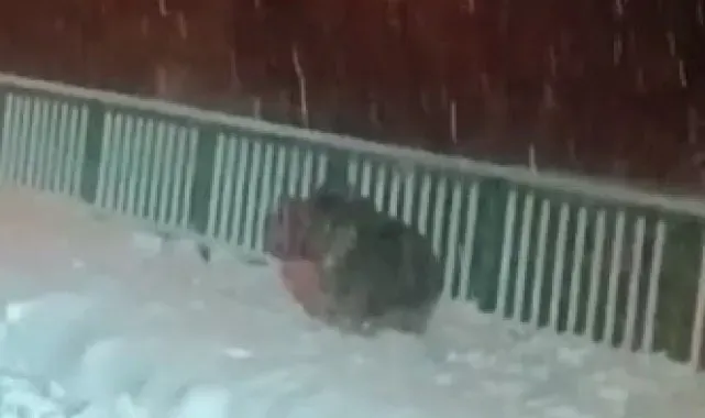 Artvin'de kar temizleme çalışması yapan ekipler kış uykusuna yatmayan ayılarla karşılaştı