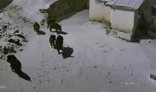 Elazığ'da aç kalan domuz sürüsü yerleşim yerine indi: O anlar kamerada