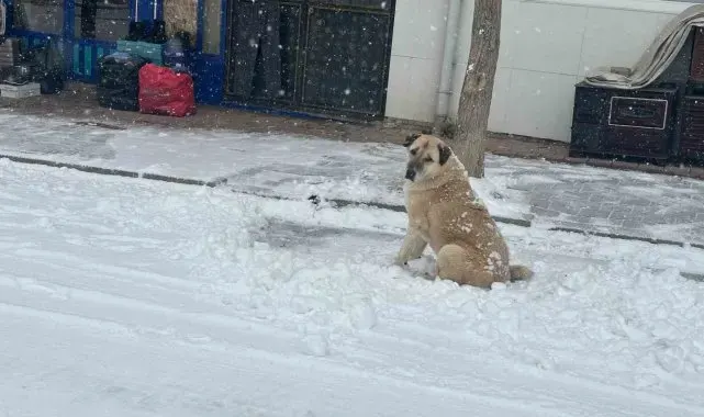 Adana'nın Tufanbeyli ilçesinde kar etkili oldu
