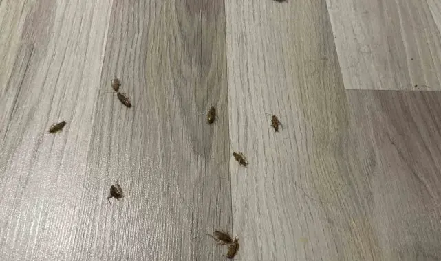 Kış mevsiminde şehrin göbeğindeki evleri böcekler sardı