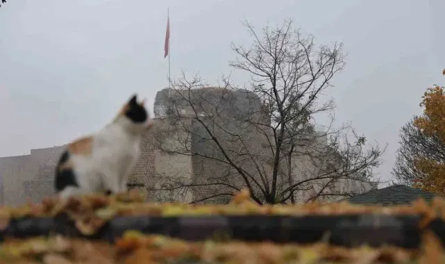 Medeniyetler beşiği Harput'ta 'kedili' manzaralar