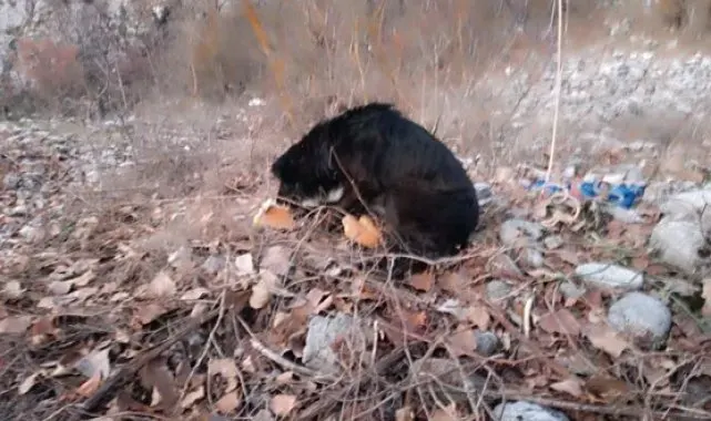 Kayalıklarda mahsur kalan 2 köpek kurtarıldı