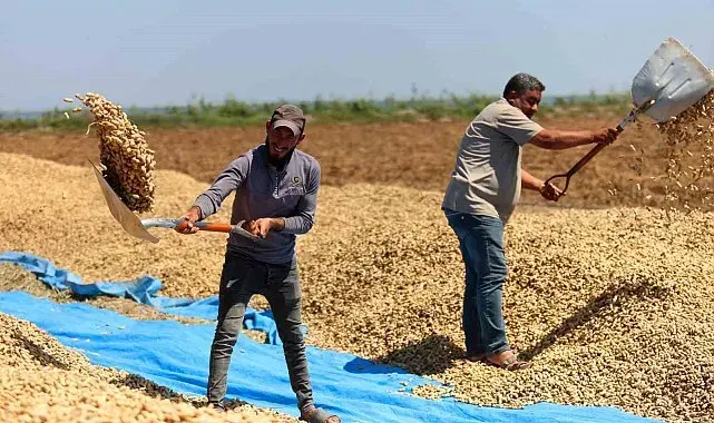 Yer fıstığında hasat başladı: 135 bin ton rekolte hedefleniyor