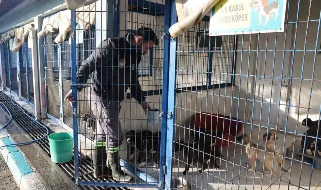 Nilüfer'deki sahipsiz canlar sıcak yuvalarını bekliyor