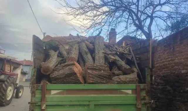 Ormanda ağaç kesen şüpheli yakalandı