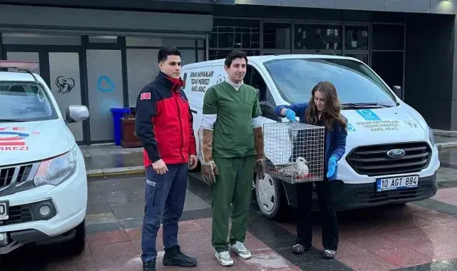 Bandırma'da ağaçta mahsur kalan ayağı kırık martı tedavi altına alındı