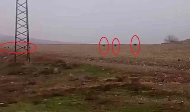 Diyarbakır'da tarlada domuz sürüsü