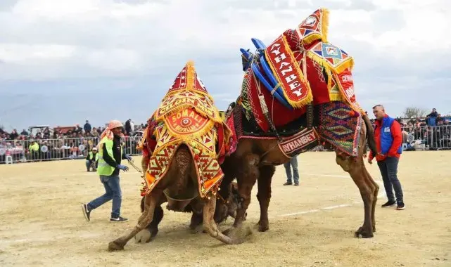 Efeler'deki deve güreşi festivali ertelendi