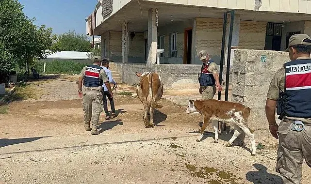 Şanlıurfa'da büyükbaş hayvan dolandırıcılığında 1 gözaltı
