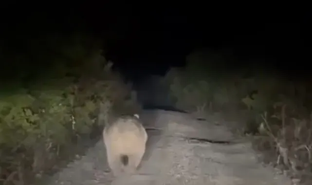 Bursa'da yolu kaybeden ayı kamerada