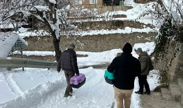 Artvin'de mezrada kar nedeniyle mahsur kalan 4 kedi de kurtarıldı