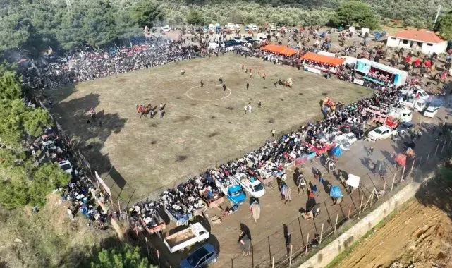 Pelitköy deve güreşleri için geri sayım başladı