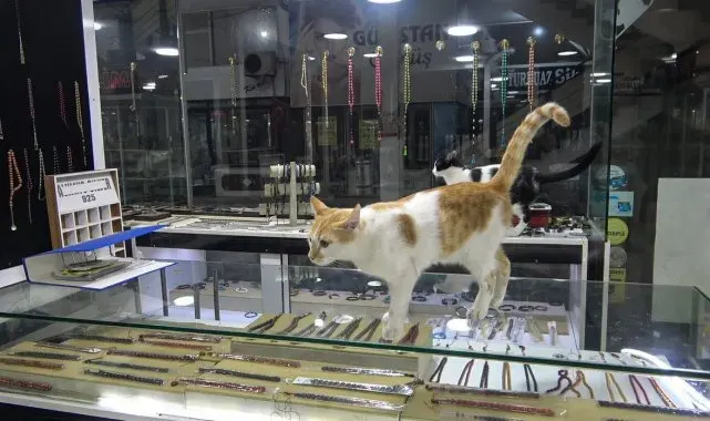 Vitrini takıların yanı sıra kediler de süslüyor