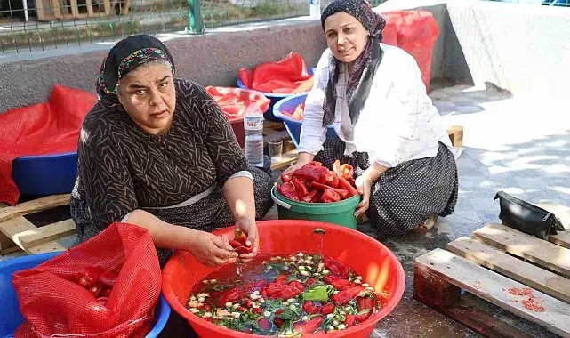 Damlar şarkılı türkülü salça mesaisi ile kırmızıya boyandı