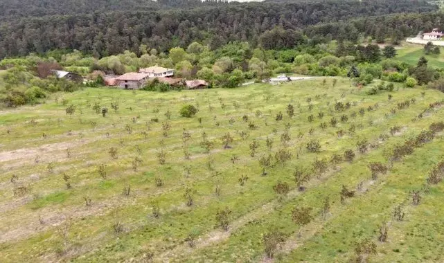 Kastamonu'da 5 bin 454 ton ceviz hasat edildi
