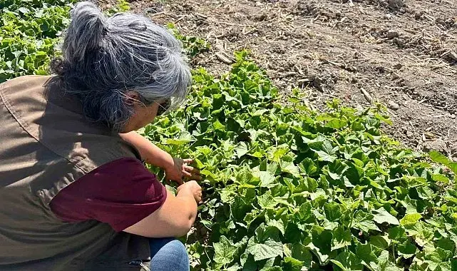Afyonkarahisar'da tarım arazilerinde saha kontrolleri sürüyor