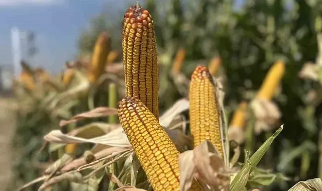 Mısır üreticileri, "Güçlü Gelecek Günleri" ile Ar-Ge istasyonunda buluştu