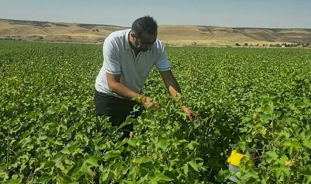 Cizre'de pamuk tarlalarında biyoteknik mücadele nöbeti