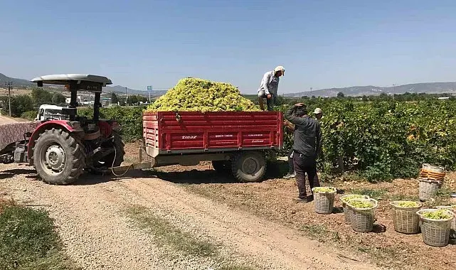 Güneyli üzüm üreticilerinden alıcılara fiyat tepkisi
