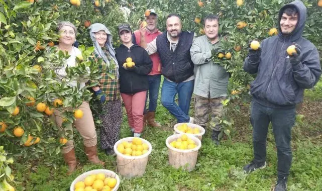 Aydın'da portakal üreticisi bu yıl umduğunu bulamadı