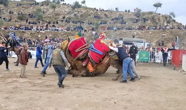 Koçarlı'da develer arenaya indi, şampiyonluk için güreşti