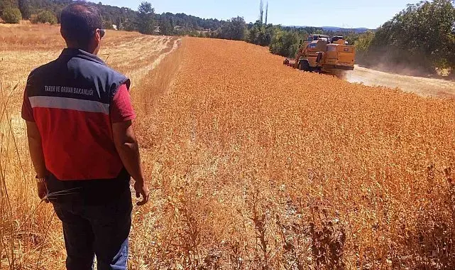 Domaniç'te aspir hasadı başladı: Üreticiye yüzde 75 hibe desteği