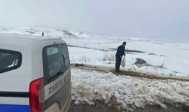 Bünyan Belediyesi'nden sokaktaki hayvanlarına yardım eli
