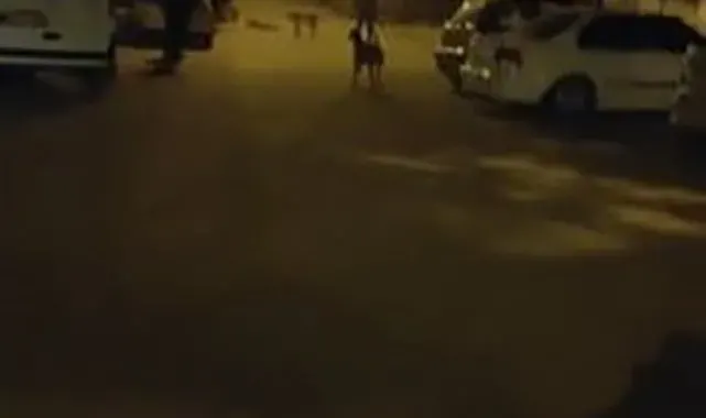 Sokak köpekleri vatandaşları canından bezdirdi