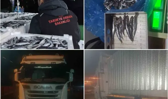 Sinop'ta 10 ton hamsiye el konuldu